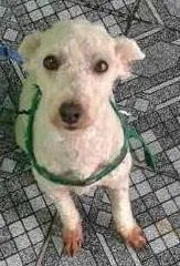 Cachorro ra a Poodle idade 3 anos nome Nick
