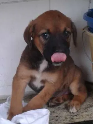 Cachorro ra a Vira lata idade Abaixo de 2 meses nome Não tem