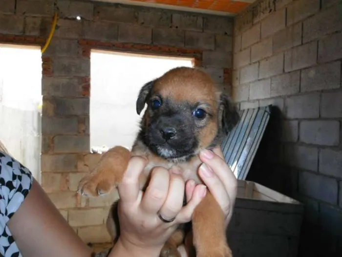 Cachorro ra a Vira lata idade Abaixo de 2 meses nome Não tem