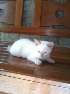 Gato raça SRD idade Abaixo de 2 meses nome Mel