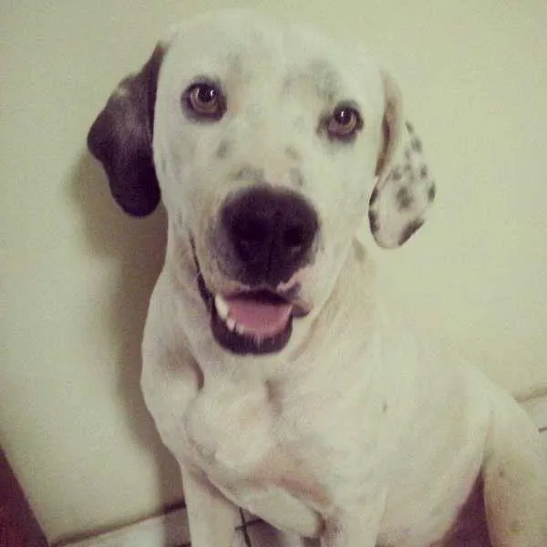 Cachorro ra a Pit-Bull idade 2 anos nome Tutui