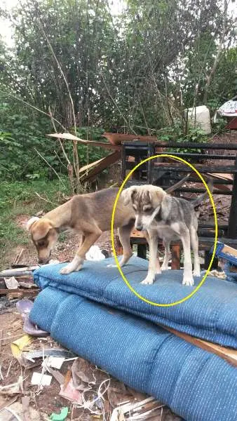 Cachorro ra a SRD idade 2 a 6 meses nome Sem nome