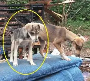 Cachorro ra a SRD idade 2 a 6 meses nome Sem nome