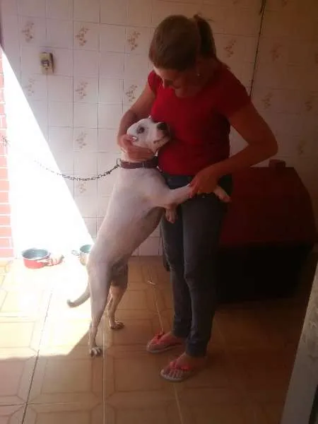 Cachorro ra a Pit-Bull com vira lata  idade 1 ano nome layde 