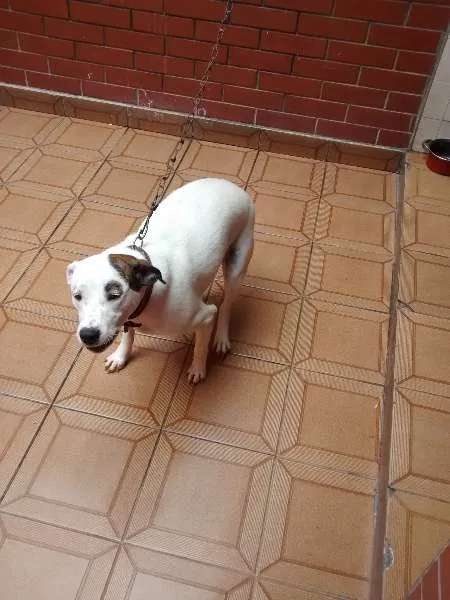 Cachorro ra a Pit-Bull com vira lata  idade 1 ano nome layde 