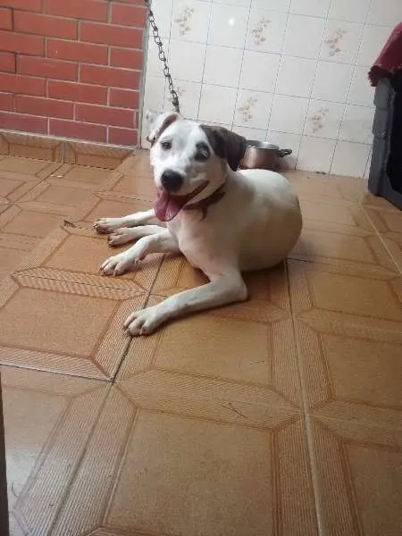 Cachorro ra a Pit-Bull com vira lata  idade 1 ano nome layde 