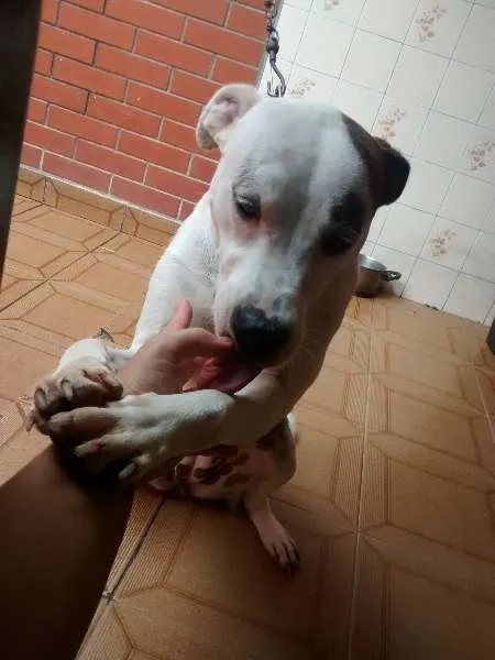 Cachorro ra a Pit-Bull com vira lata  idade 1 ano nome layde 