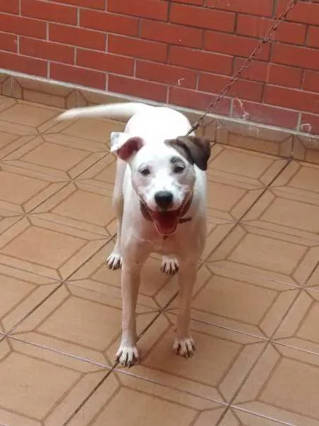 Cachorro ra a Pit-Bull com vira lata  idade 1 ano nome layde 