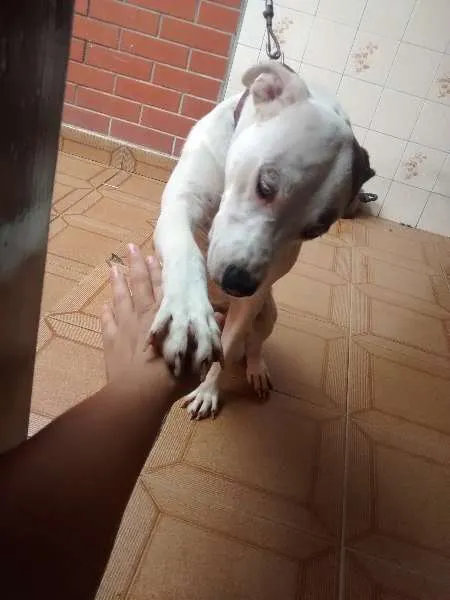 Cachorro ra a Pit-Bull com vira lata  idade 1 ano nome layde 