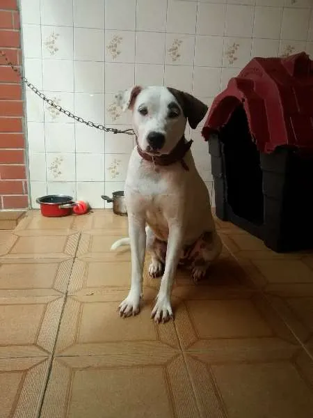 Cachorro ra a Pit-Bull com vira lata  idade 1 ano nome layde 