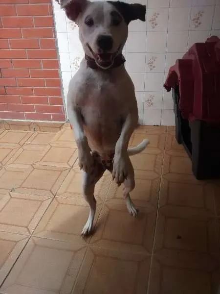 Cachorro ra a Pit-Bull com vira lata  idade 1 ano nome layde 