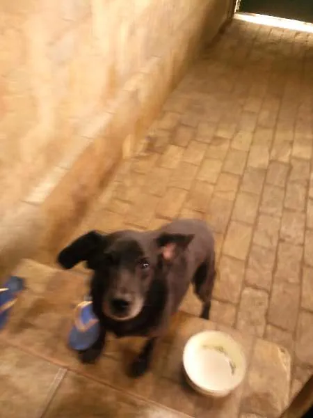 Cachorro ra a vira lata idade 6 ou mais anos nome Max