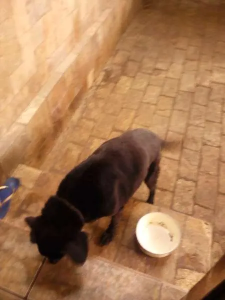 Cachorro ra a vira lata idade 6 ou mais anos nome Max