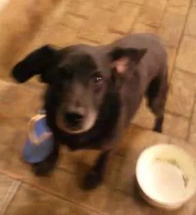 Cachorro raça vira lata idade 6 ou mais anos nome Max