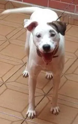 Cachorro ra a Pit-Bull com vira lata  idade 1 ano nome layde 
