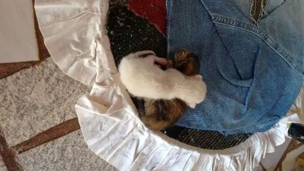 Gato ra a  idade  nome Cinzinha