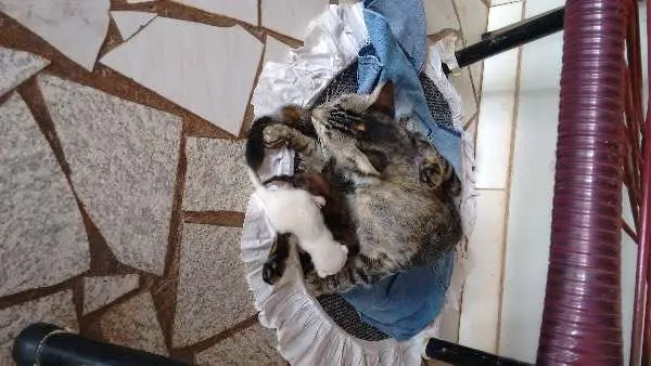 Gato ra a  idade  nome Cinzinha