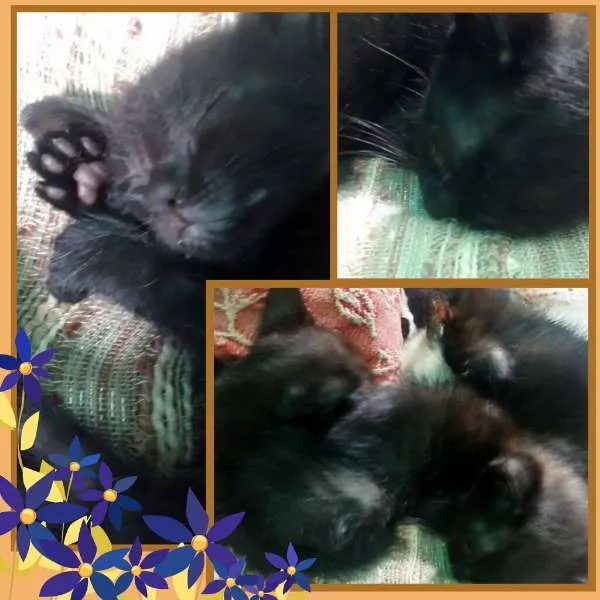 Gato ra a vira lata idade 2 a 6 meses nome sem nome