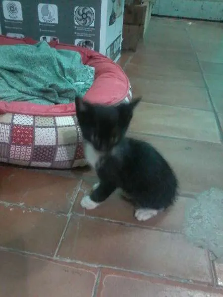 Gato ra a vira lata idade 2 a 6 meses nome sem nome