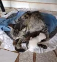 Cinzinha