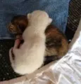 Cinzinha
