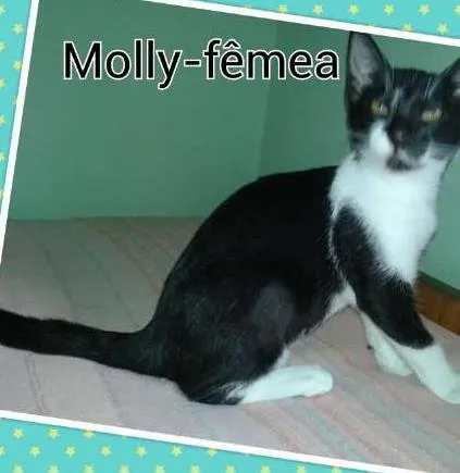 Gato ra a  idade 2 a 6 meses nome Molly