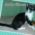 Molly