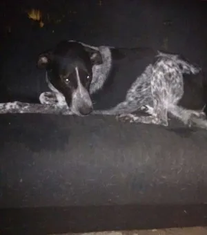 Cachorro raça SRD idade 4 anos nome Scooby