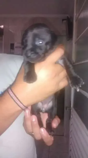 Cachorro ra a vira lata idade Abaixo de 2 meses nome filhotes