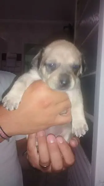 Cachorro ra a vira lata idade Abaixo de 2 meses nome filhotes