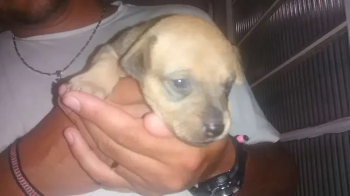 Cachorro ra a vira lata idade Abaixo de 2 meses nome filhotes