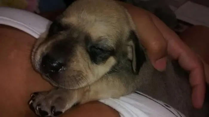 Cachorro ra a vira lata idade Abaixo de 2 meses nome filhotes