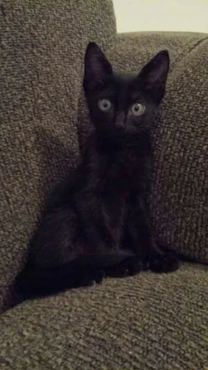 Gato raça sem raça idade 2 a 6 meses nome sem nome