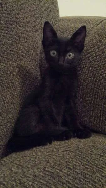 Gato raça sem raça idade 2 a 6 meses nome sem nome