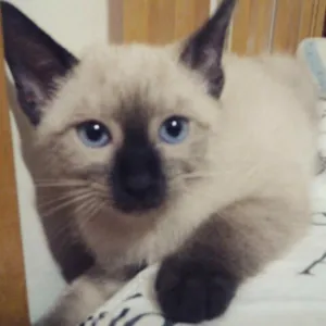 Gato raça siames idade 2 a 6 meses nome valentina