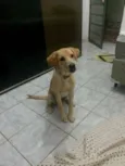 Bart