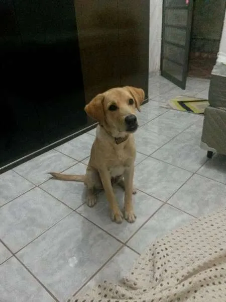 Cachorro ra a Labrador idade 2 a 6 meses nome Bart