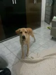 Bart