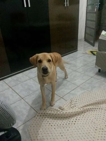 Cachorro ra a Labrador idade 2 a 6 meses nome Bart