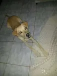 Bart