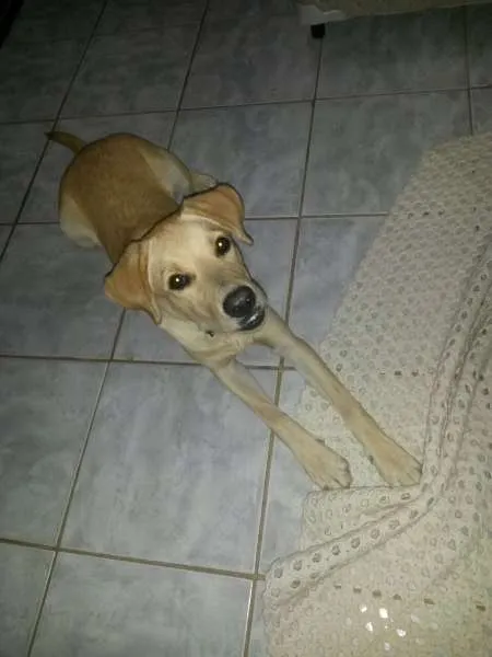 Cachorro ra a Labrador idade 2 a 6 meses nome Bart