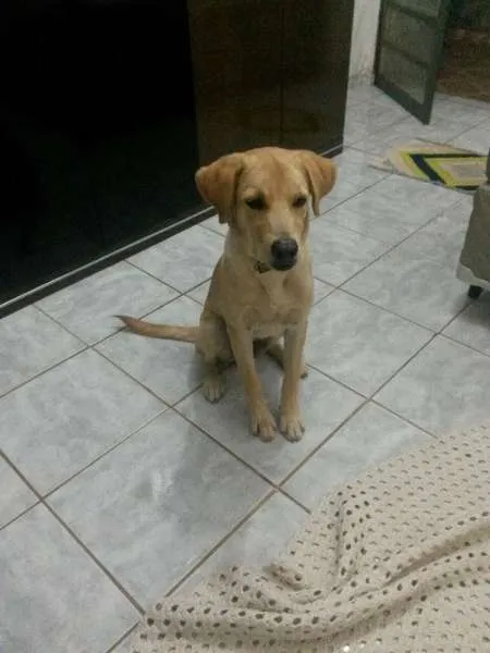 Cachorro ra a Labrador idade 2 a 6 meses nome Bart