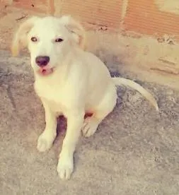 Cachorro raça Vira-lata  idade 2 a 6 meses nome Ducky