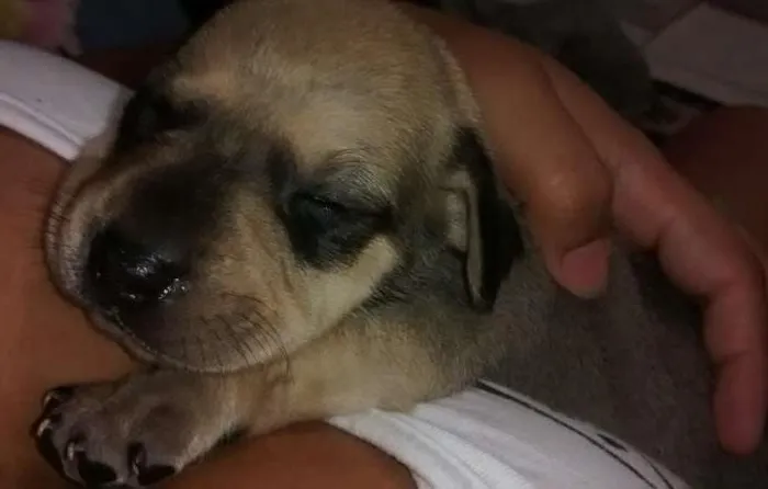 Cachorro ra a vira lata idade Abaixo de 2 meses nome filhotes