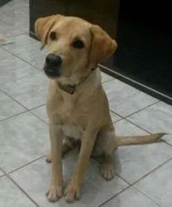 Cachorro ra a Labrador idade 2 a 6 meses nome Bart