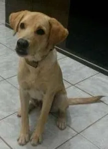 Cachorro raça Labrador idade 2 a 6 meses nome Bart