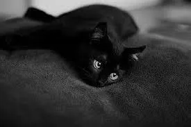 Gato ra a Bombay idade Abaixo de 2 meses nome Pretinhos e Pretinhas