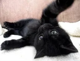Gato ra a Bombay idade Abaixo de 2 meses nome Pretinhos e Pretinhas