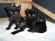 Pretinhos e Pretinhas