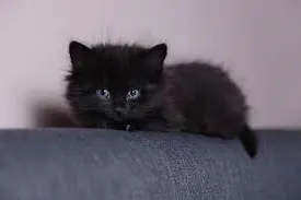 Gato ra a Bombay idade Abaixo de 2 meses nome Pretinhos e Pretinhas
